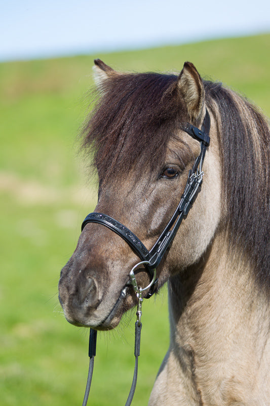Englischer Nasenriemen mit Moon Rock