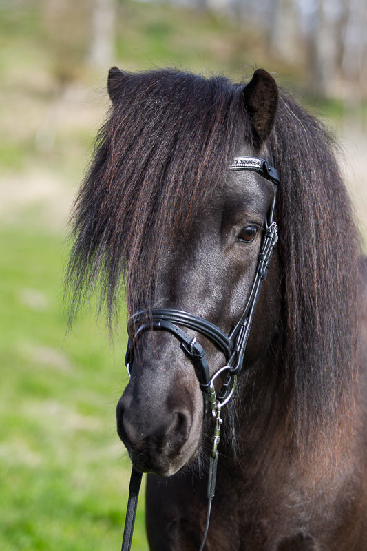 Kombiniertes Nasenriemen aus schwarzem Leder