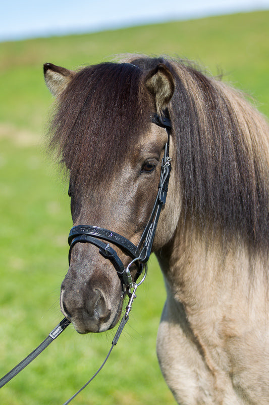 Kombiniertes Reithalfter mit Moon Rock